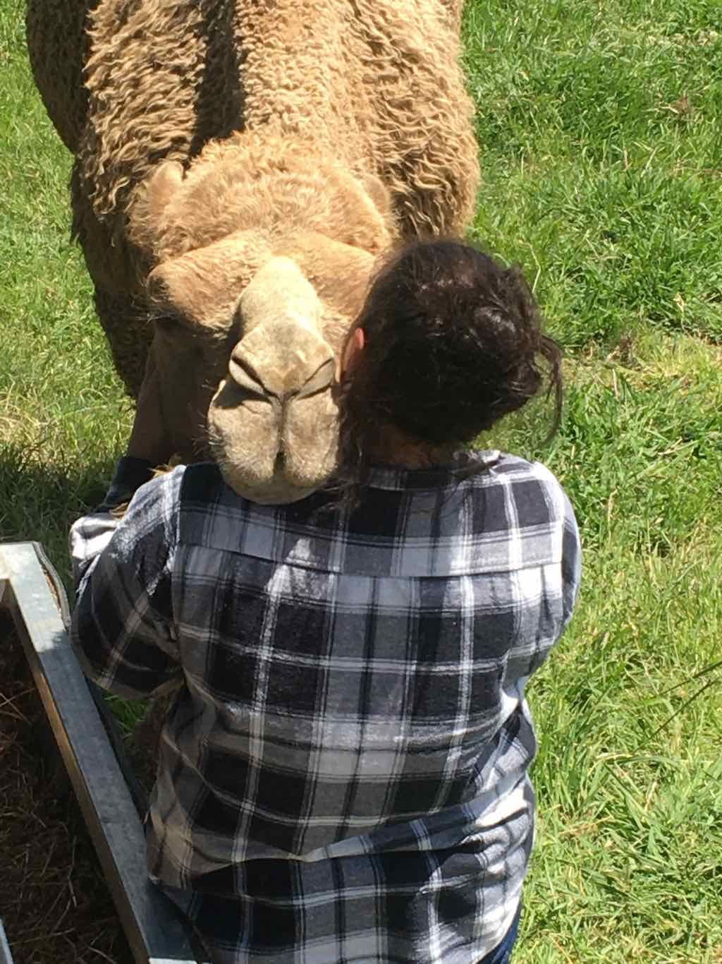 PDT Camel Farm - November 2022 Image -63632a65cf685